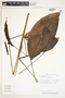 Spathiphyllum laeve image