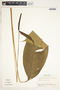 Spathiphyllum fulvovirens image