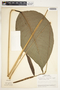 Spathiphyllum fulvovirens image