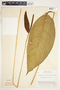 Spathiphyllum fulvovirens image