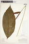 Spathiphyllum fulvovirens image