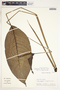 Spathiphyllum fulvovirens image