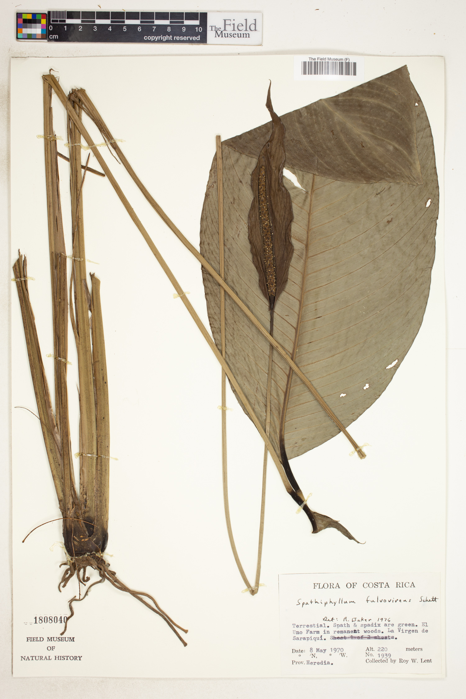 Spathiphyllum fulvovirens image