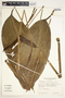 Spathiphyllum fulvovirens image