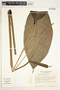 Spathiphyllum fulvovirens image