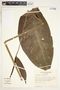 Spathiphyllum fulvovirens image