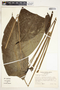 Spathiphyllum fulvovirens image