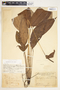 Spathiphyllum laeve image
