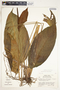 Spathiphyllum laeve image