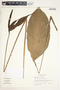 Spathiphyllum laeve image