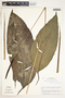 Spathiphyllum laeve image