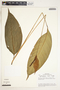 Spathiphyllum laeve image
