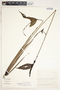 Spathiphyllum laeve image