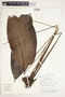 Spathiphyllum laeve image