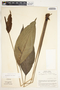 Spathiphyllum laeve image
