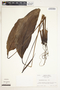 Spathiphyllum laeve image