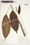 Spathiphyllum laeve image