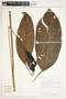 Spathiphyllum laeve image