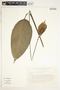 Spathiphyllum cochlearispathum image