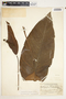 Spathiphyllum matudae image