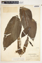 Spathiphyllum matudae image