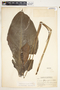 Spathiphyllum matudae image