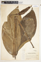 Spathiphyllum matudae image