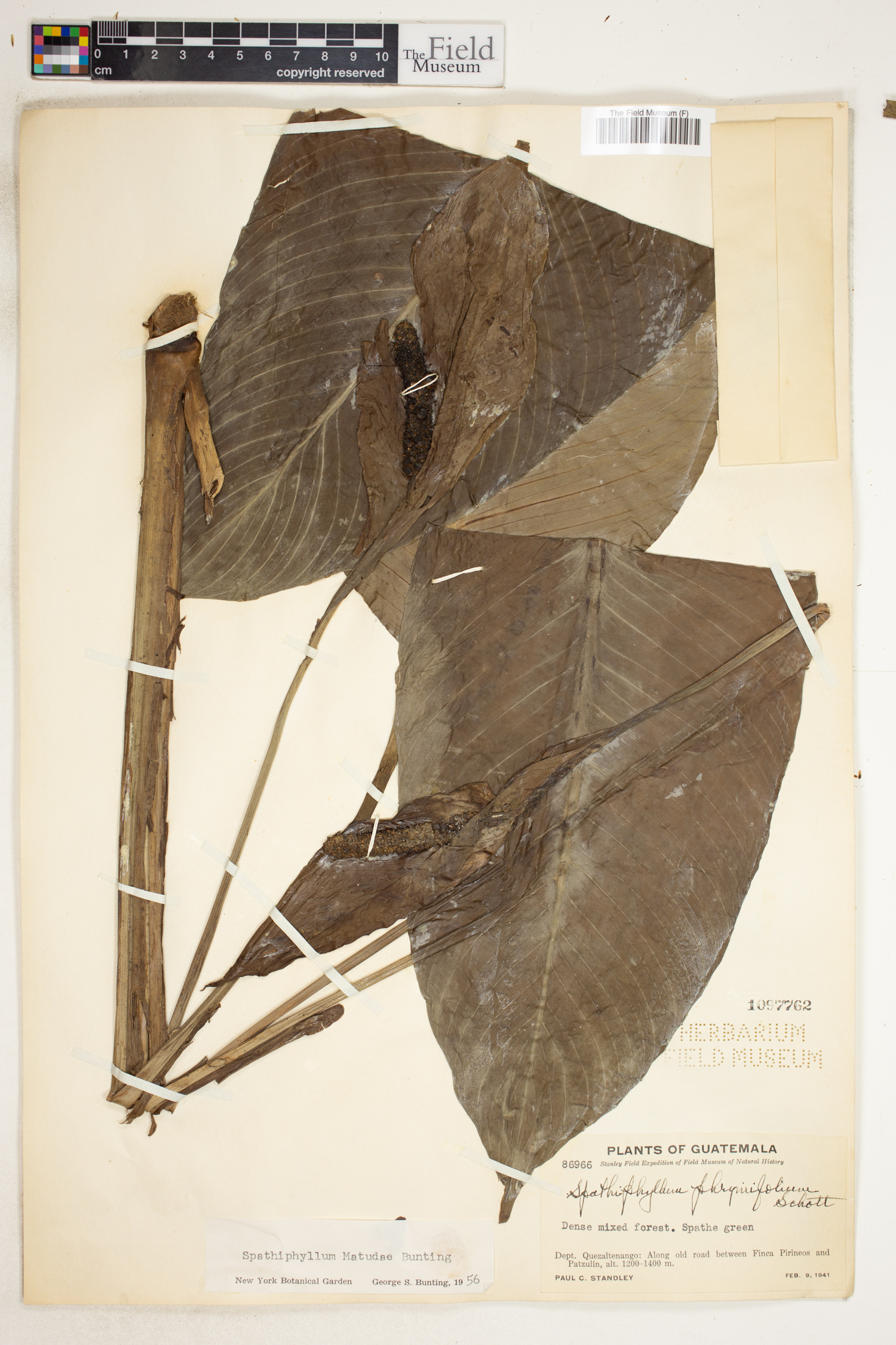 Spathiphyllum matudae image