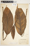 Spathiphyllum matudae image