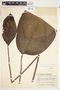 Spathiphyllum matudae image