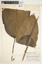 Spathiphyllum matudae image