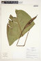 Spathiphyllum phryniifolium image