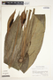 Spathiphyllum phryniifolium image