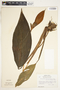 Spathiphyllum phryniifolium image