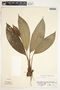 Spathiphyllum phryniifolium image