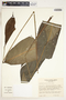 Spathiphyllum phryniifolium image