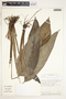 Spathiphyllum phryniifolium image
