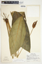Spathiphyllum silvicola image