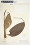 Spathiphyllum silvicola image