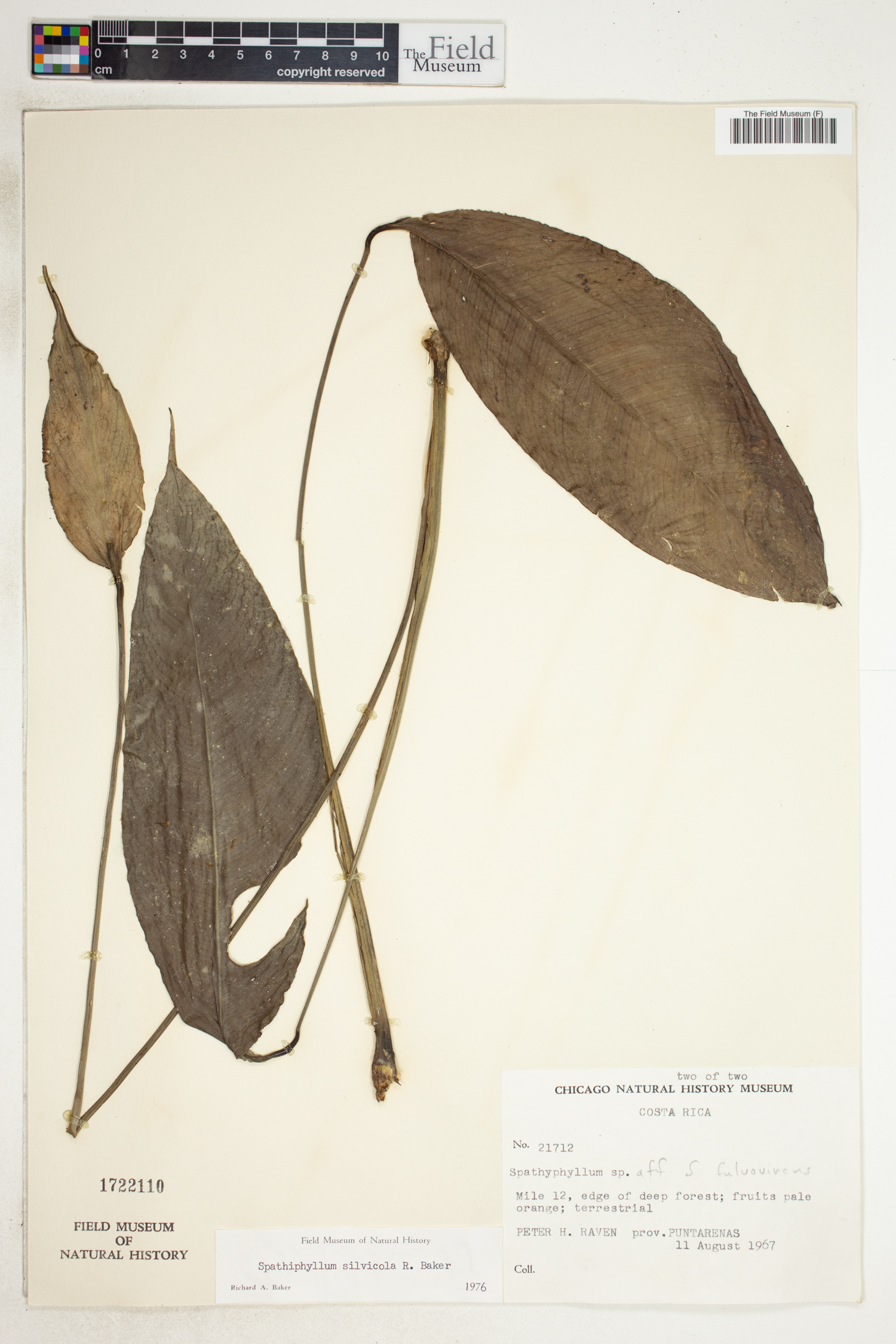 Spathiphyllum silvicola image