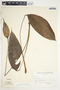 Spathiphyllum silvicola image
