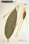 Spathiphyllum silvicola image