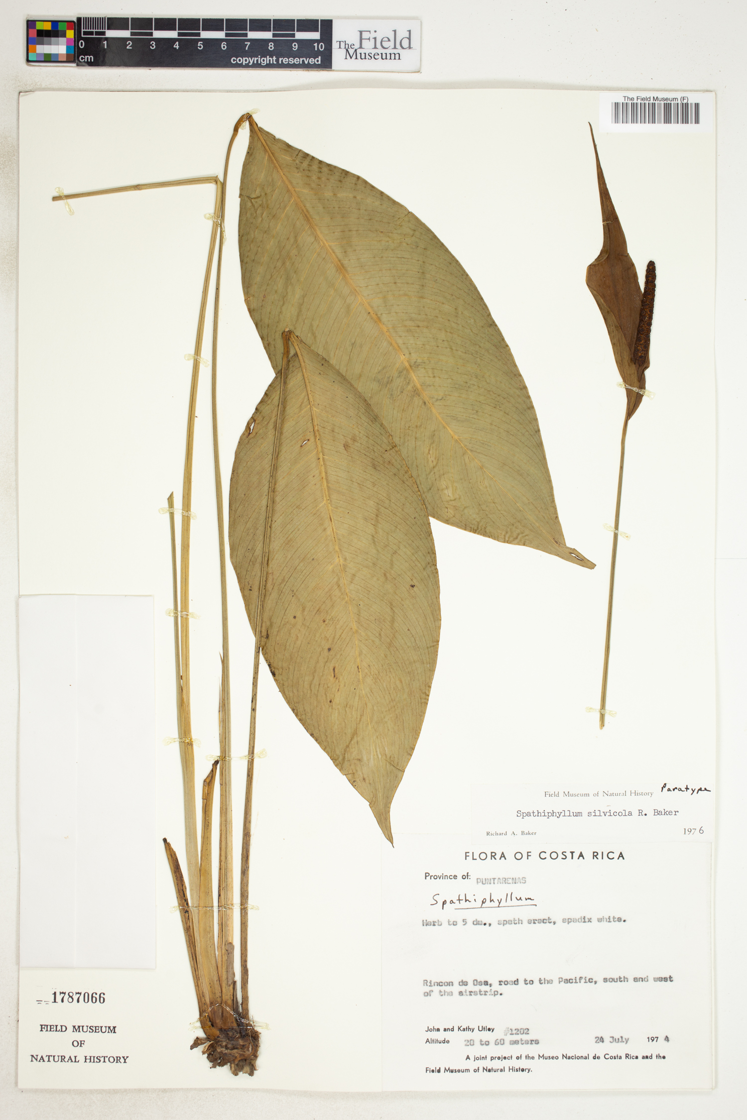 Spathiphyllum silvicola image