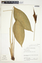 Spathiphyllum silvicola image