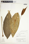 Spathiphyllum silvicola image
