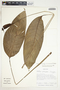 Spathiphyllum silvicola image