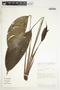 Spathiphyllum silvicola image