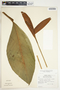 Spathiphyllum wendlandii image