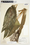 Spathiphyllum wendlandii image