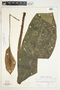 Spathiphyllum wendlandii image